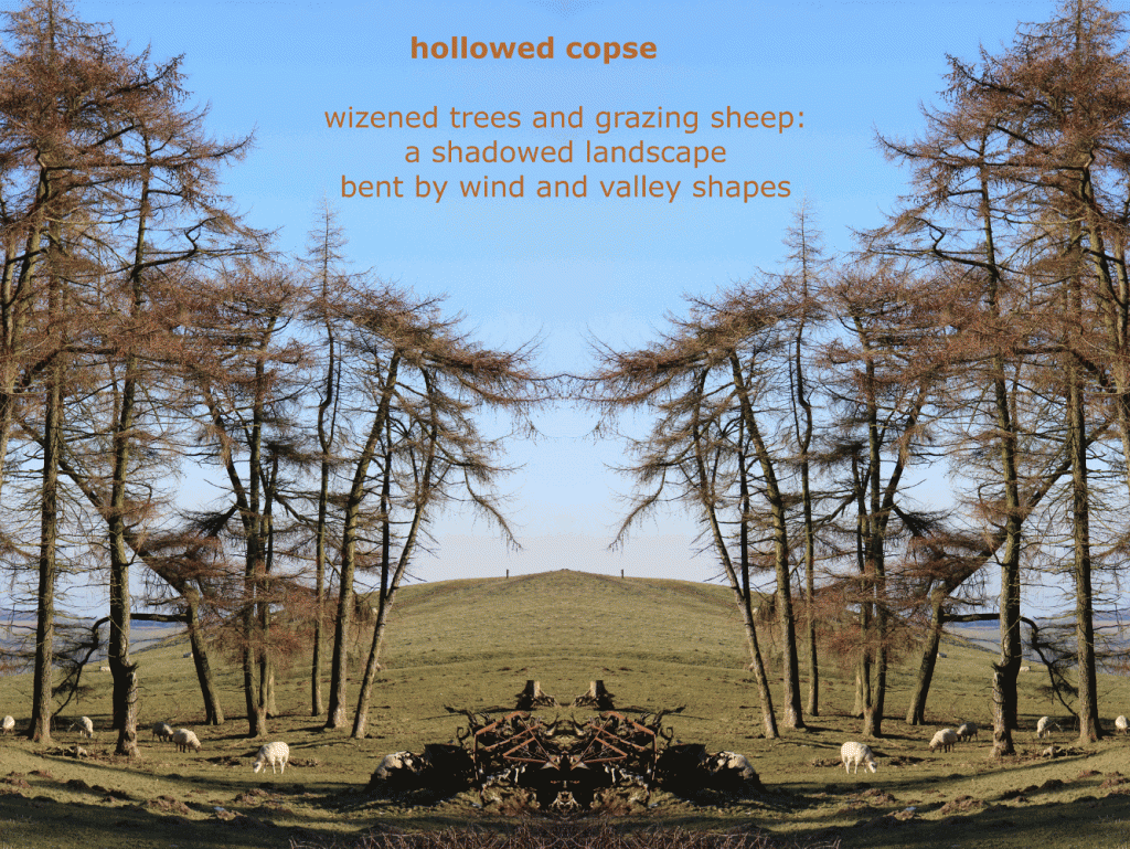 IMG_0626 doubled hollowed copse for social media image 9