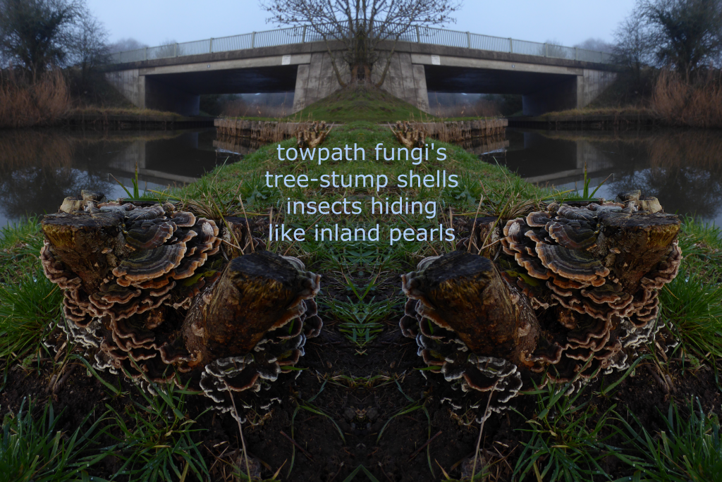 fungi photo-poem